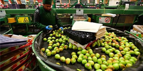 櫻桃對華出口嘗到甜頭，智利尋求多元化深化與中國合作