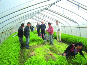 開展農(nóng)產(chǎn)品質(zhì)量安全縣創(chuàng)建 打造現(xiàn)代農(nóng)業(yè)轉(zhuǎn)型發(fā)展的綠色引擎