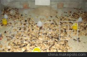 常年出售江蘇淮安優質草雞苗 品質保障，專業供應